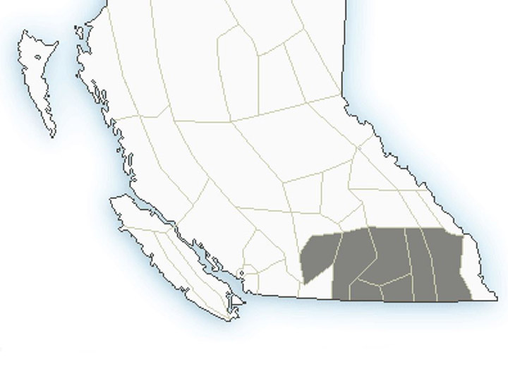 Environment Canada says an unstable atmosphere will lead to widespread showers with the risk of thunderstorms over Southern B.C., on Tuesday afternoon and evening.