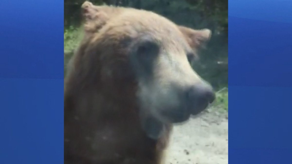 Northern Alberta bear encounter captured on video Globalnews.ca