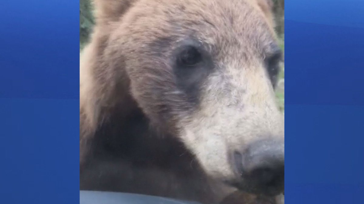 Northern Alberta bear encounter captured on video Globalnews.ca