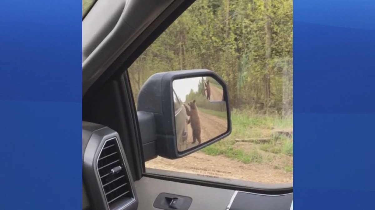 Northern Alberta bear encounter captured on video Globalnews.ca