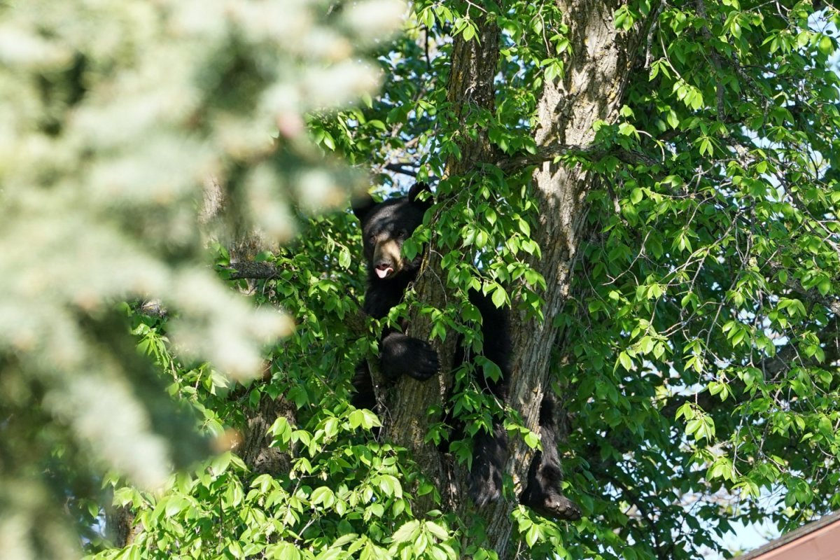 The Charleswood bear plays with the crowd as it remained in a resident's tree late into the afternoon Saturday.