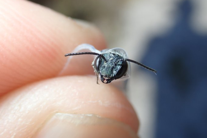 A blue calamintha bee specimen is shown in spring 2020 in Florida.