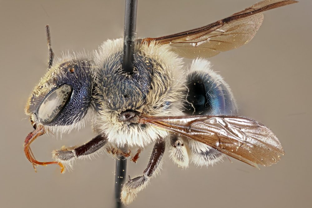 The blue calamintha bee is shown in this handout photo.