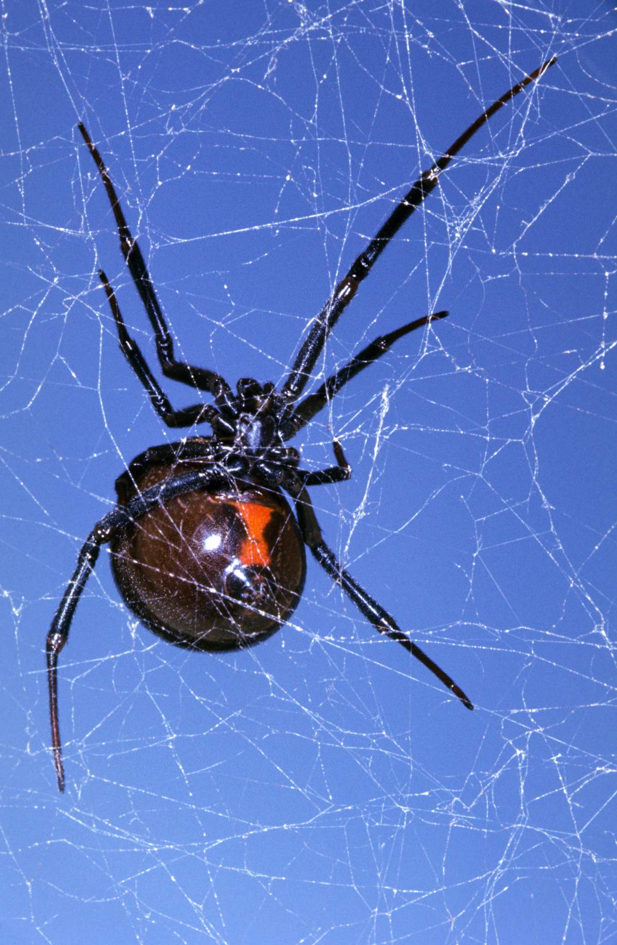 A black widow spider is shown in this file photo.