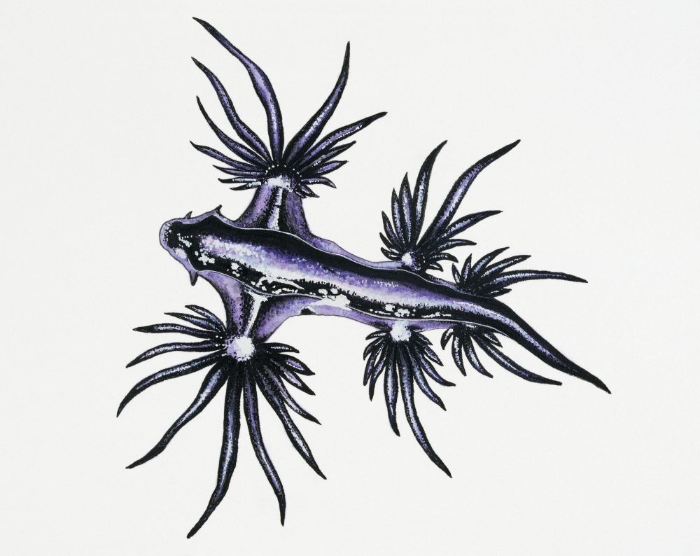 A blue dragon or Floating sea slug (Glaucus atlanticus) is shown in this file photo.
