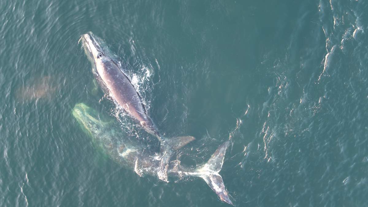 Image of the two calves spotted in the gulf of St. Lawrence. 