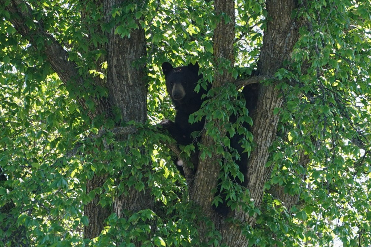 The black bear spotted in Charleswood by Tyler Walsh. 
