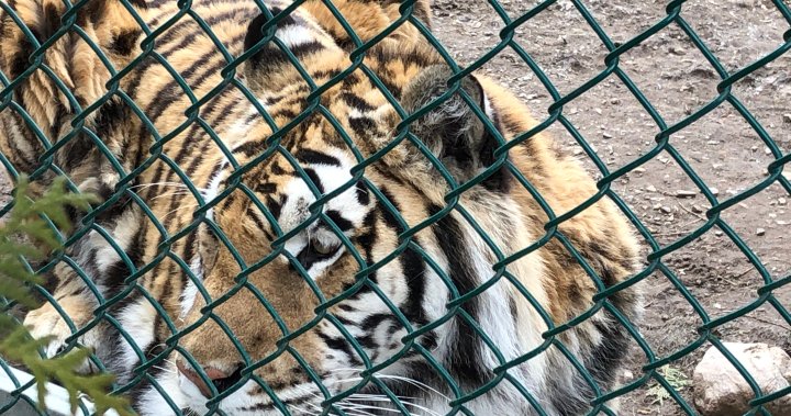 Quebec zoo hoping to vaccinate wild animals against COVID-19 over coming weeks