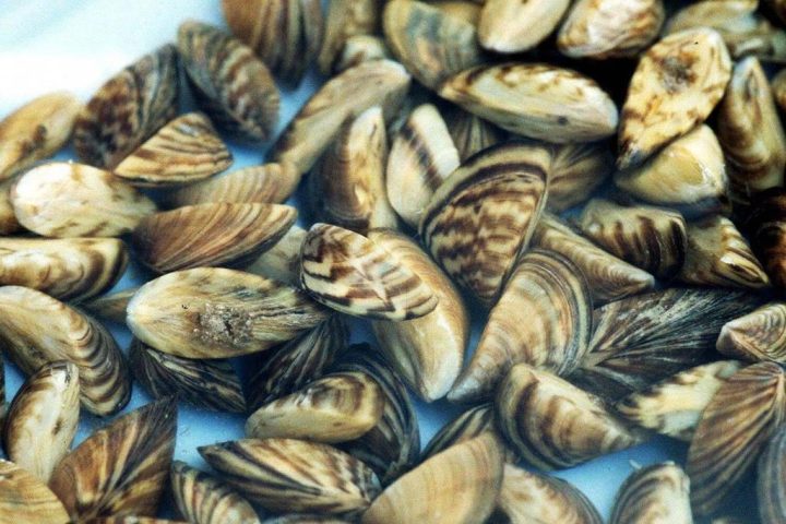 Living juvenile zebra mussels discovered in Manitoba’s Clear Lake