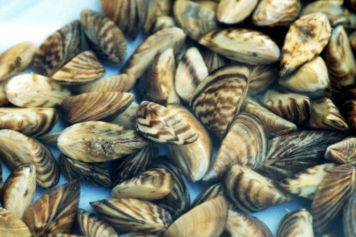In a photo provided by the U.S. Geological Survey, zebra mussels are seen.