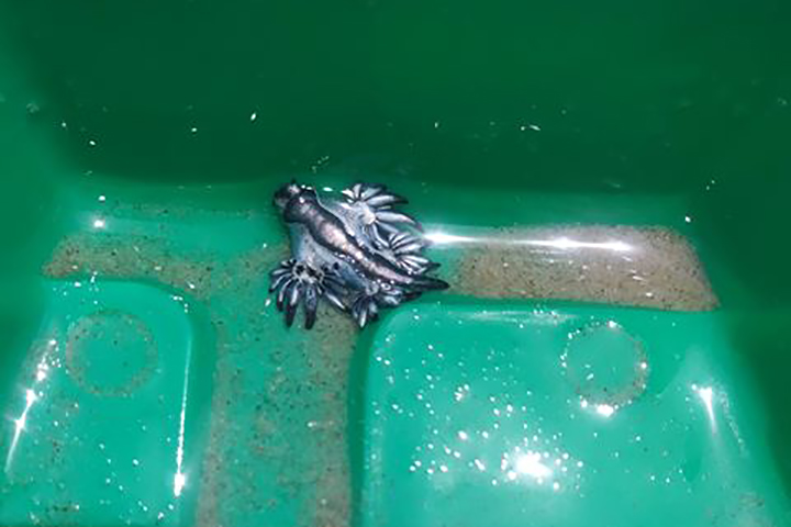 A blue dragon sea slug is shown at Padre Island National Seashore on May 2, 2020.