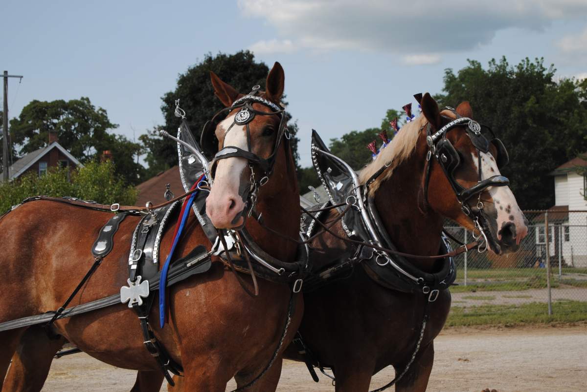 The annual Peterborough Exhibition is not relocating to Kawartha Downs, according to the Peterborough Agricultural Society.
