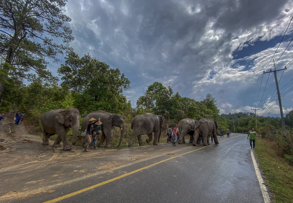 In this Thursday, April 30, 2020, photo provided by Save Elephant Foundation, a herd of 11 elephants are guided along a paved road during a 150-kilometer (93 mile) journey from Mae Wang to Ban Huay in northern Thailand. Save Elephant Foundation are helping elephants who have lost their jobs at sanctuary parks due to the lack of tourists from the coronavirus pandemic to return home to their natural habitats.
