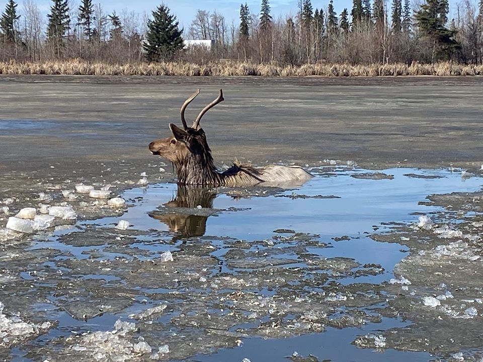 An elk stuck in an icy slough in Alberta was rescued by Alberta Fish and Wildlife officers and a passerby.