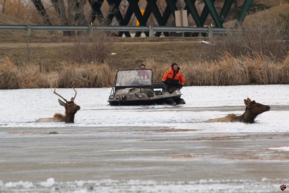Alberta Fish and Wildlife Officers work to free two elk trapped in ice. 