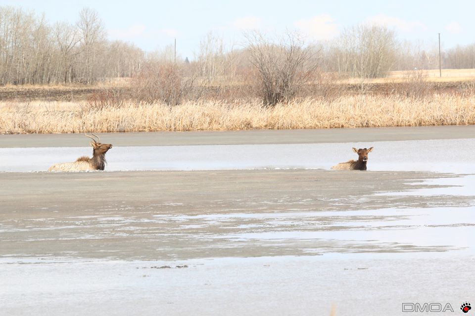 Two elk were found stuck in ice in a slough along an Alberta highway.