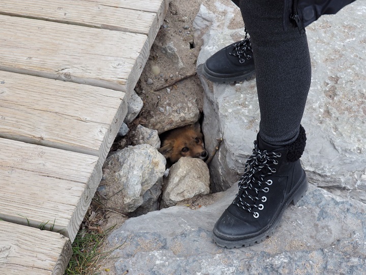 A photo of a fox kit under the boardwalk in Toronto.