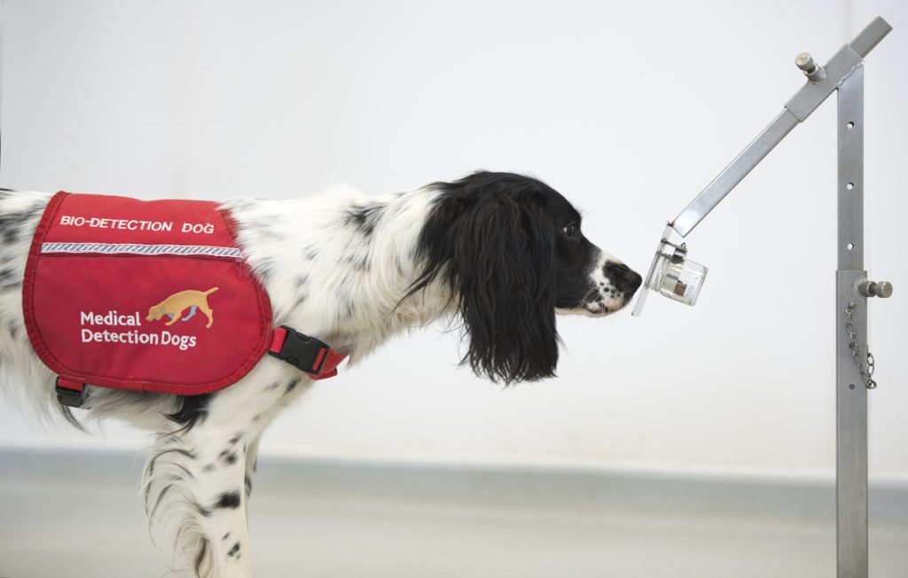 A U.K. bio-detection dog sniffs a sample of the COVID-19 disease in a government handout photo.