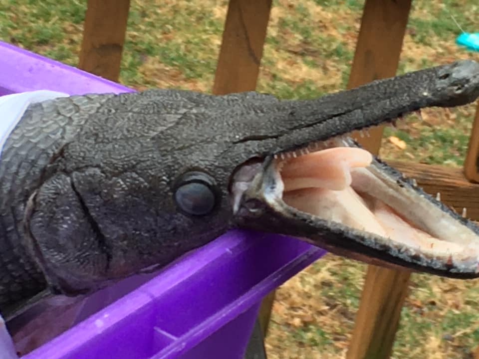 A prehistoric-looking first, native to the Gulf of Mexico, turned up in a Pennsylvania park.