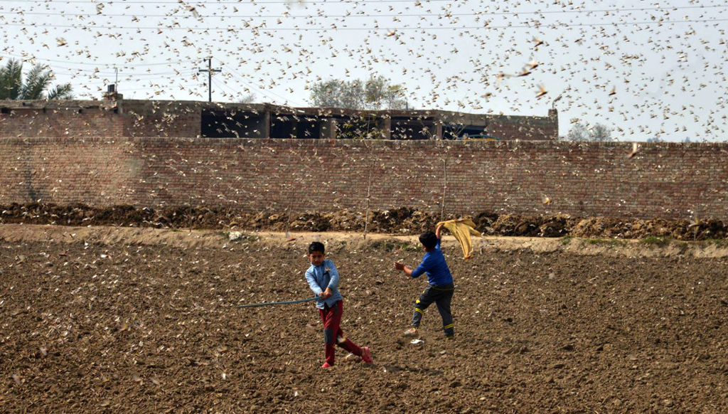 A photo taken with a mobile phone on Feb. 15, 2020 shows Pakistani children trying to avoid locusts swarming in Okara district in eastern Pakistan’s Punjab province. Locust attacks on crops incurred heavy financial losses to farmers in some areas of the country.