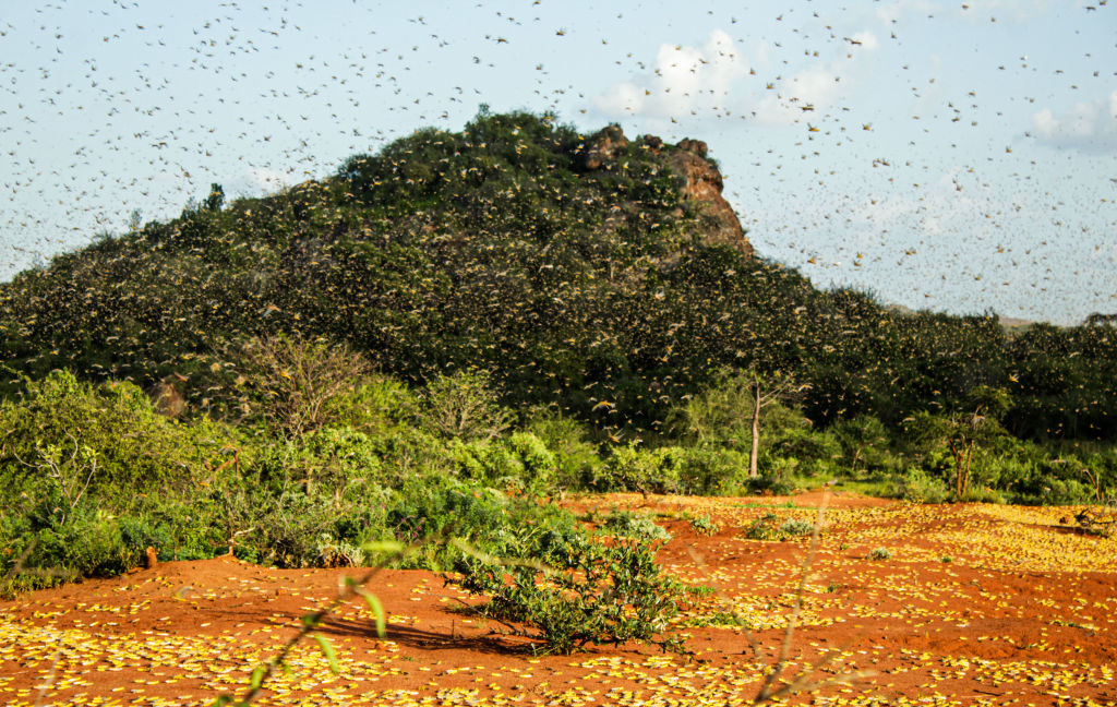A photo taken on Feb. 4, 2020 shows a cloud of locusts flying in Mwingi North, Kenya.