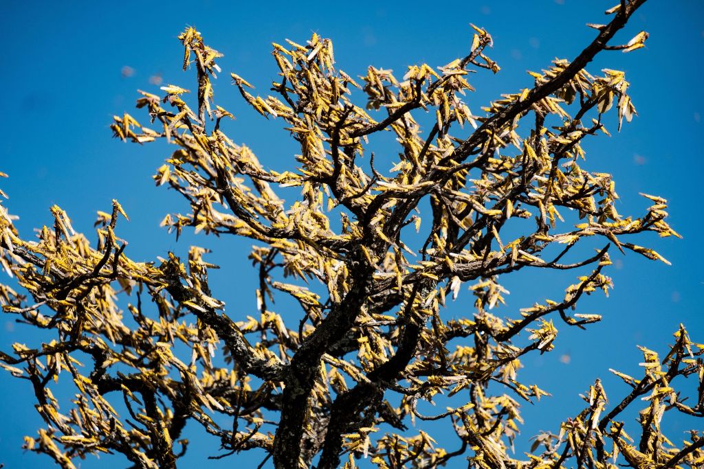 Swarms of locusts land and feed on shea trees, which are a big source of food and income for local farmers, in Otuke on Feb. 17, 2020.