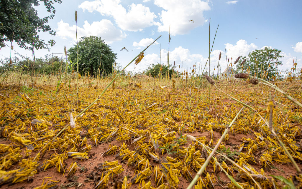 A swarm of desert locusts invade parts of Mwingi town in Kitui County, Kenya, Feb. 20, 2020.
