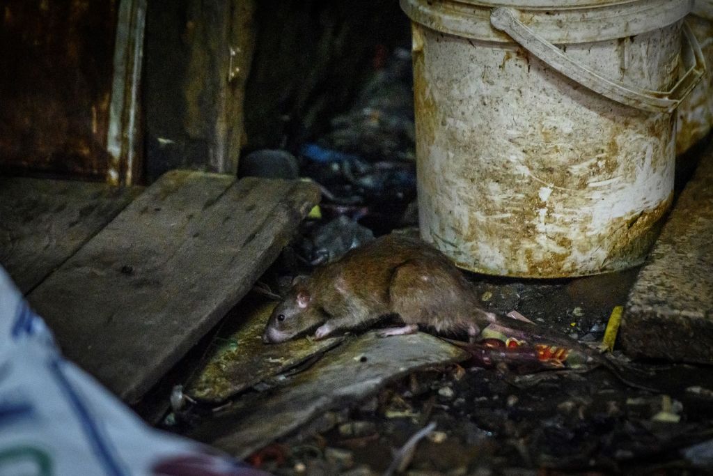 A rat sniffs for food at Klong Toei wet market in Bangkok on April 10, 2020, as Thailand's confinement measures to reduce the spread of the novel coronavirus made their source of food more scarce. 