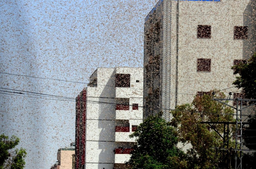 Swarms of locusts are seen over the residential areas in the city of Hyderabad, in southern Sindh province, Pakistan on May 8, 2020.