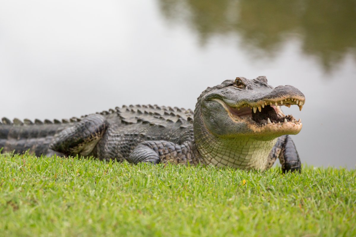 A South Carolina woman was killed by alligator while doing the homeowner’s nails.