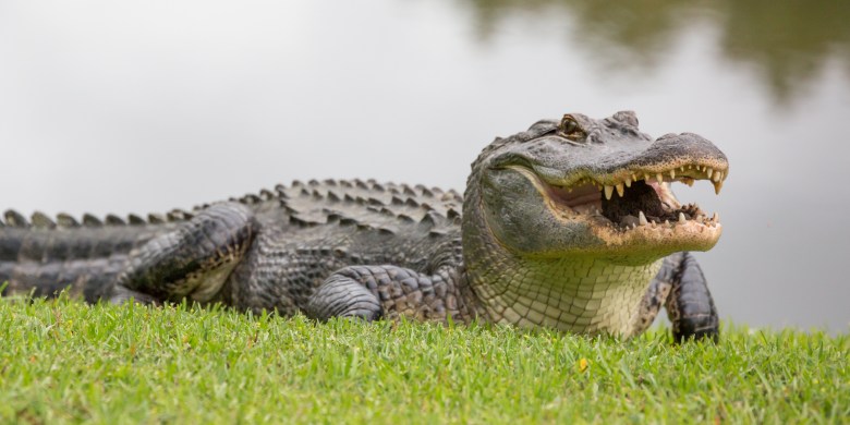 Alligator found with human foot in its mouth after biting off Florida man's leg