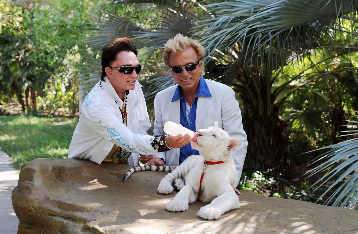 Illusionists Roy Horn and Siegfried Fischbacher with their 4 1/2 month old tiger cubs at Siegfried and Roy's Secret Garden at the Mirage Hotel and Casino on August 31, 2008 in Las Vegas, Nevada.