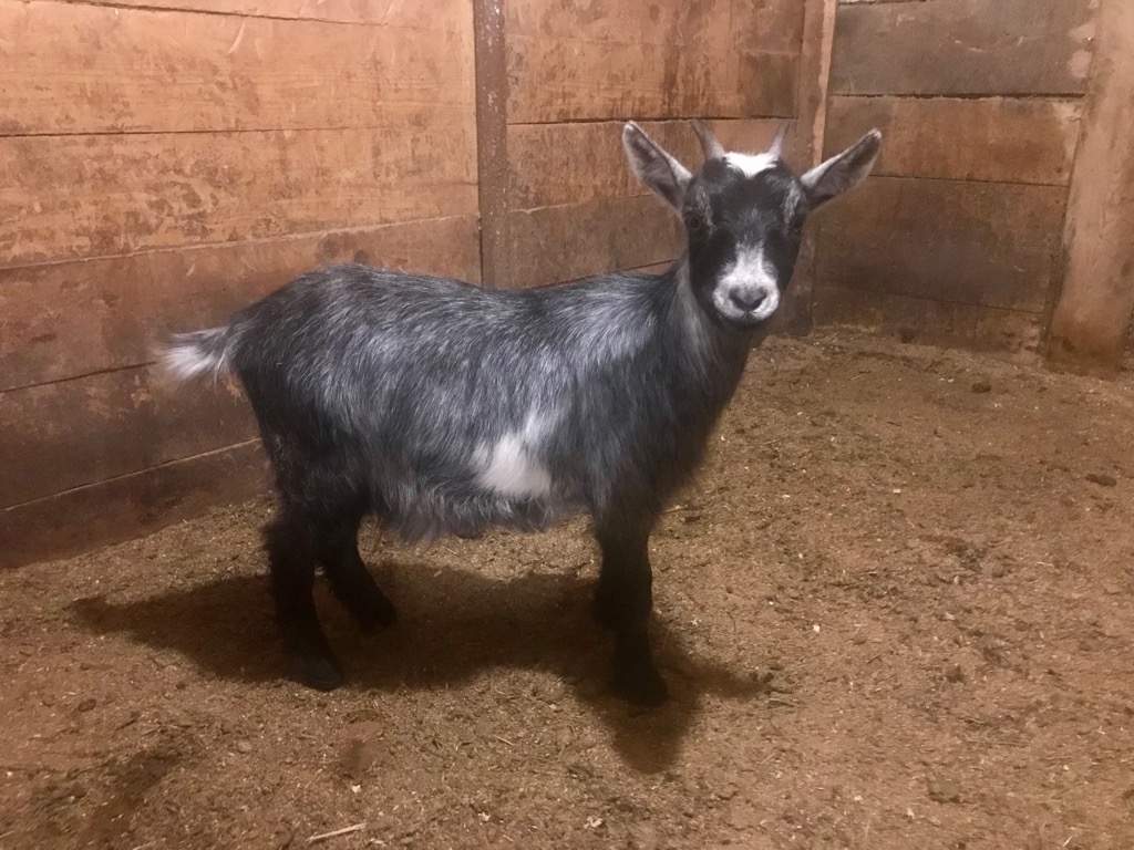 Marcy is safe and at home with caretakers.