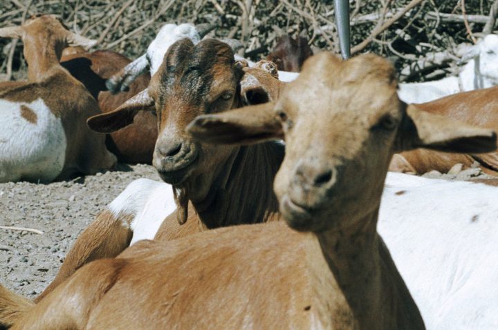 Goats are shown in Ngorongoro, Tanzania, in this file photo.