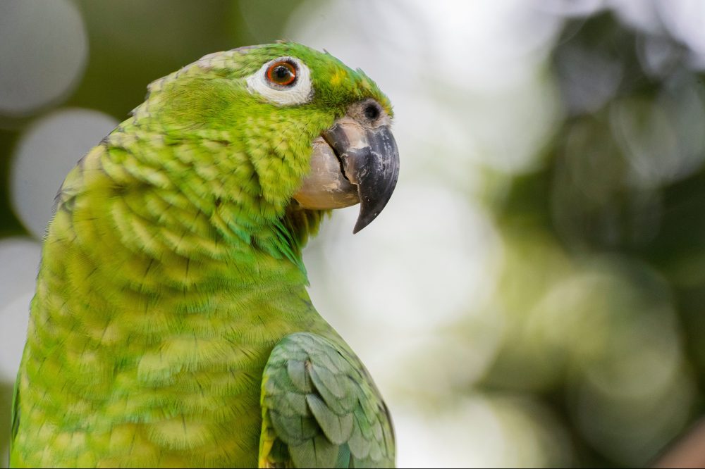 A parrot is pictured in Cahuita beach in Limon, Costa Rica, on Sept. 27, 2019.