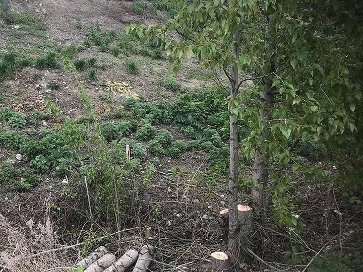 The regional district said the trees were cut down along the Okanagan Rail Trail and Grey Canal trails.