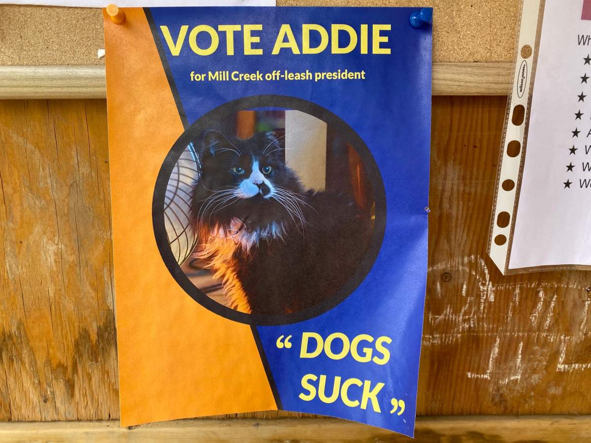 A cat poster at Mill Creek