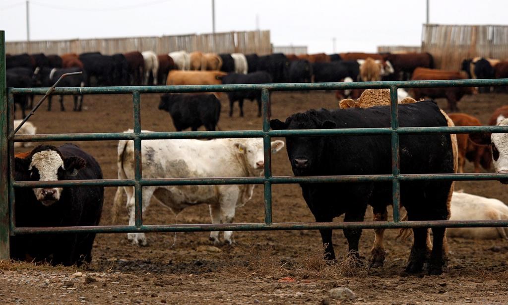 File photo of cattle looking out from a feedlot in Alberta. 