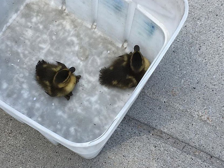 In fishing the ducklings out from a storm drain, Kelowna Fire Department rescue crews used a pail, poles and small nets.