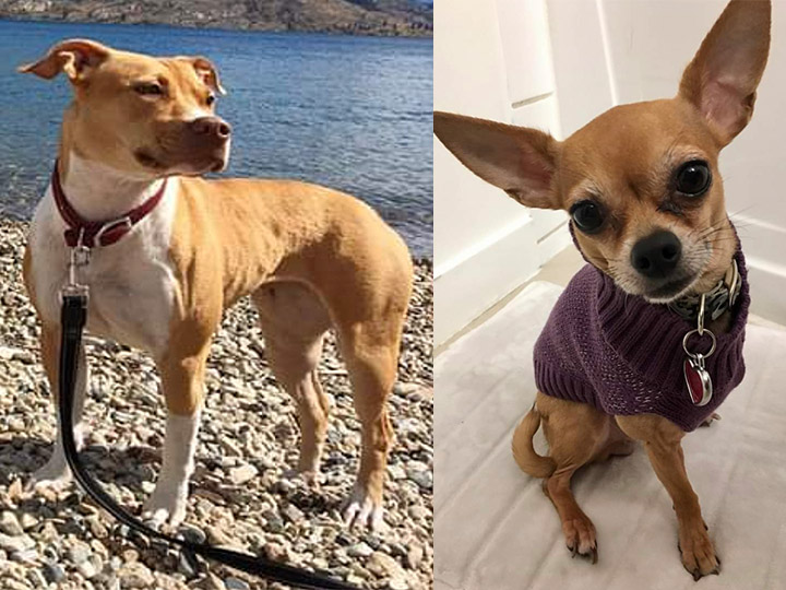 "Cala" and "Missy" went missing on May 16th in Kelowna.