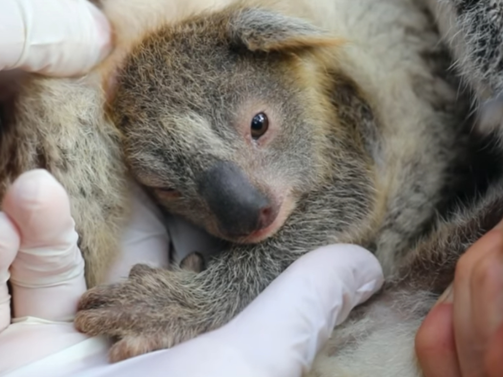 Zoo keepers at Australian Reptile Park welcomed their first koala joey since the wildfires killed around 25,000 of them.