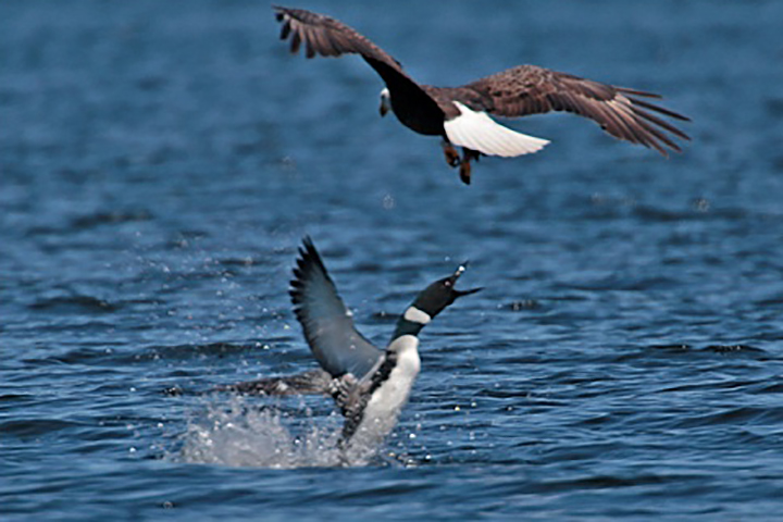 A loon is shown lashing out at a bald eagle in this file photo.