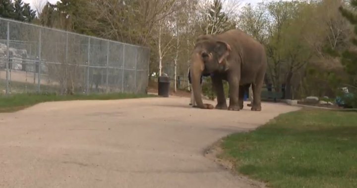 Independent assessment of Lucy the elephant reveals ‘new medical information’: City of Edmonton