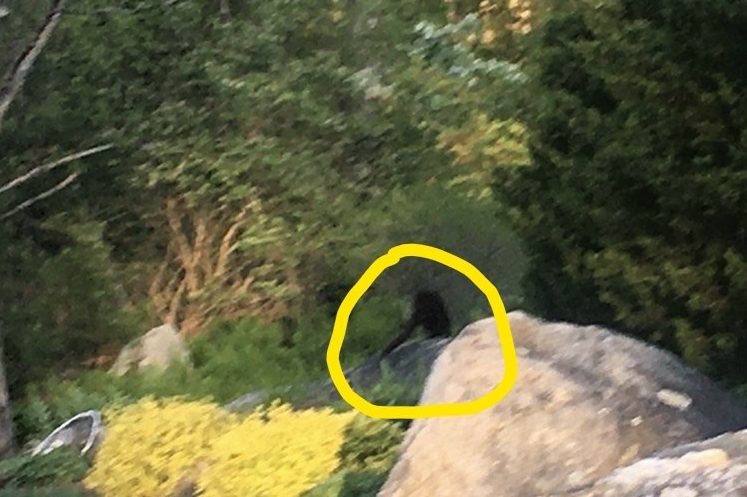 A suspected primate is shown in the woods in Tewksbury, Mass., on May 20, 2020.