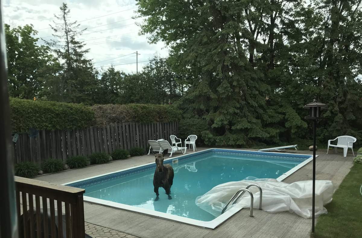 Ottawa moose