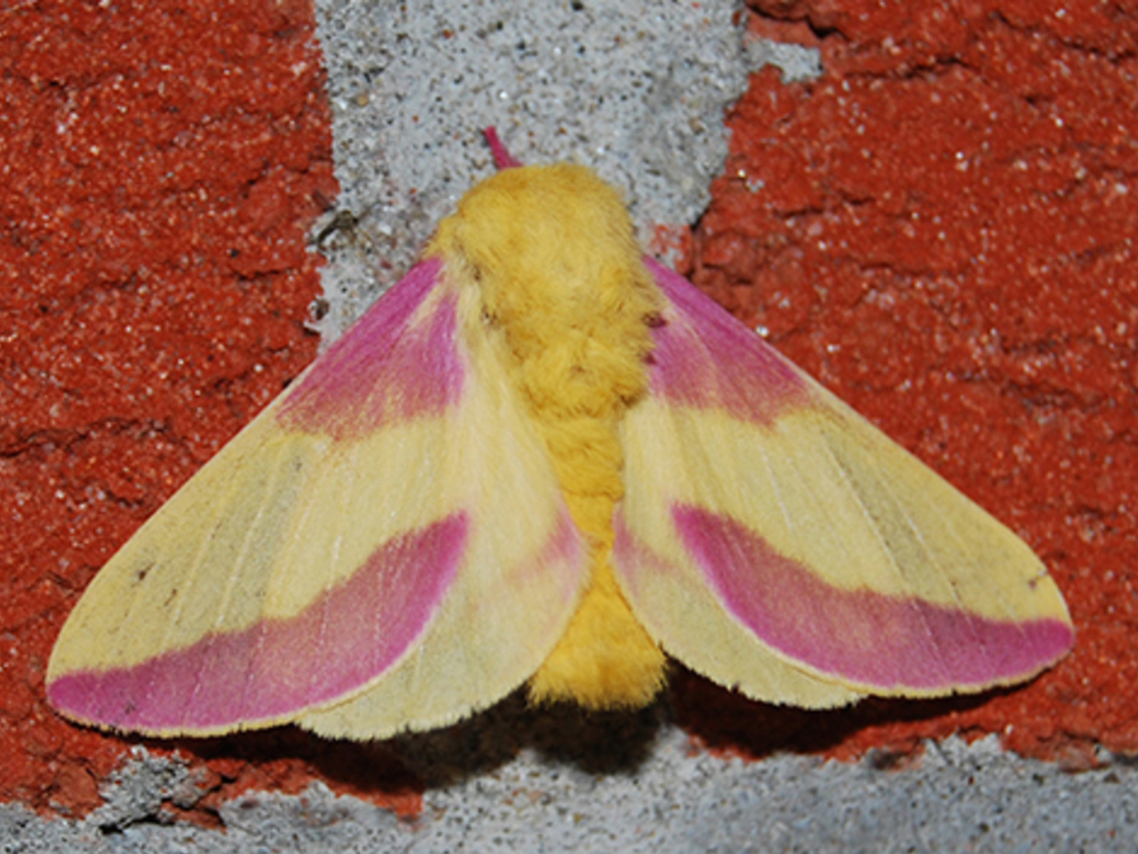The rosy maple moth can be found in many parts of North America, as well as the University of Guelph's arboretum.