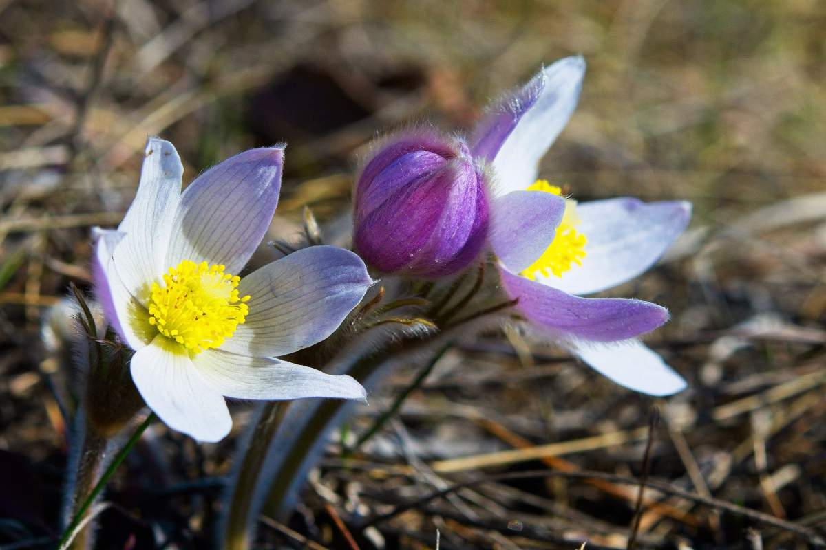 Winnipeg is set to see some cool temperatures in May.