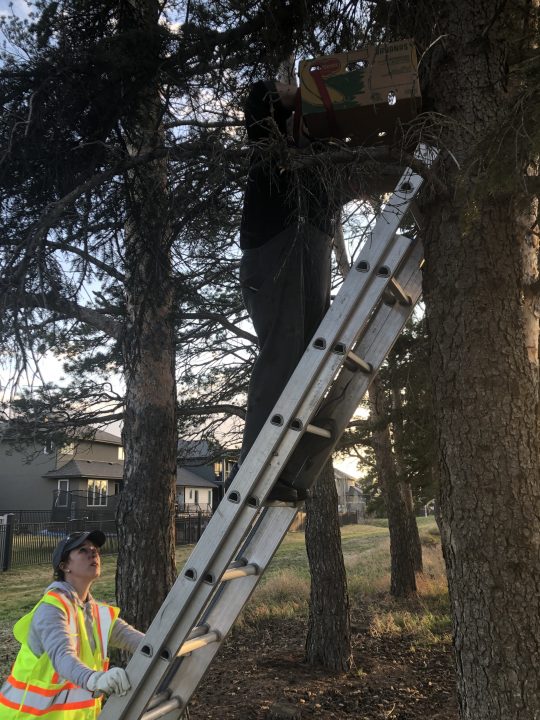 Volunteers put a new nest into the tree.