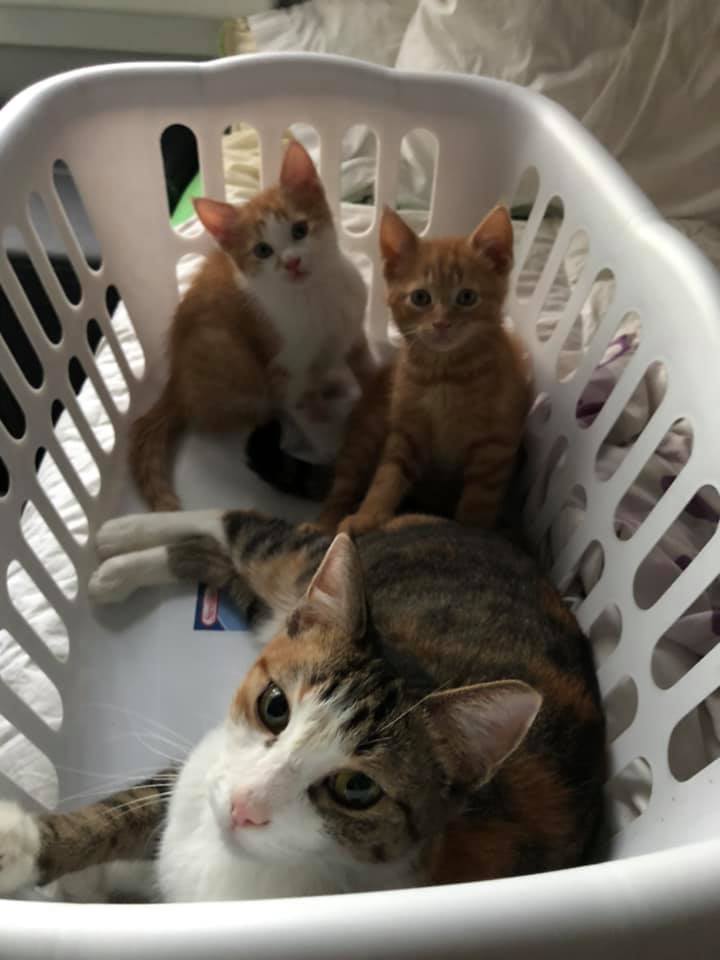 Freckles arrived pregnant to the humane society in January. The five kittens are in foster care.