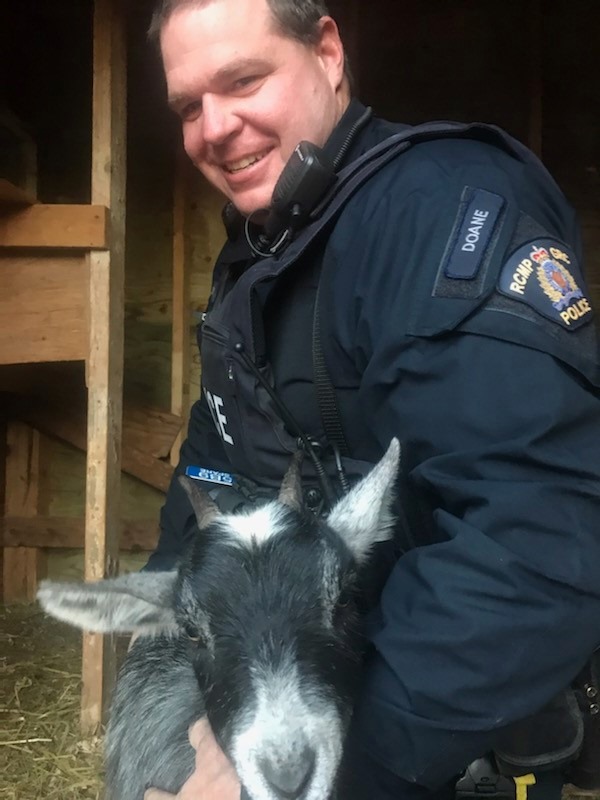 Const. Matt Doane with the pregnant goat he rescued on Sunday. 